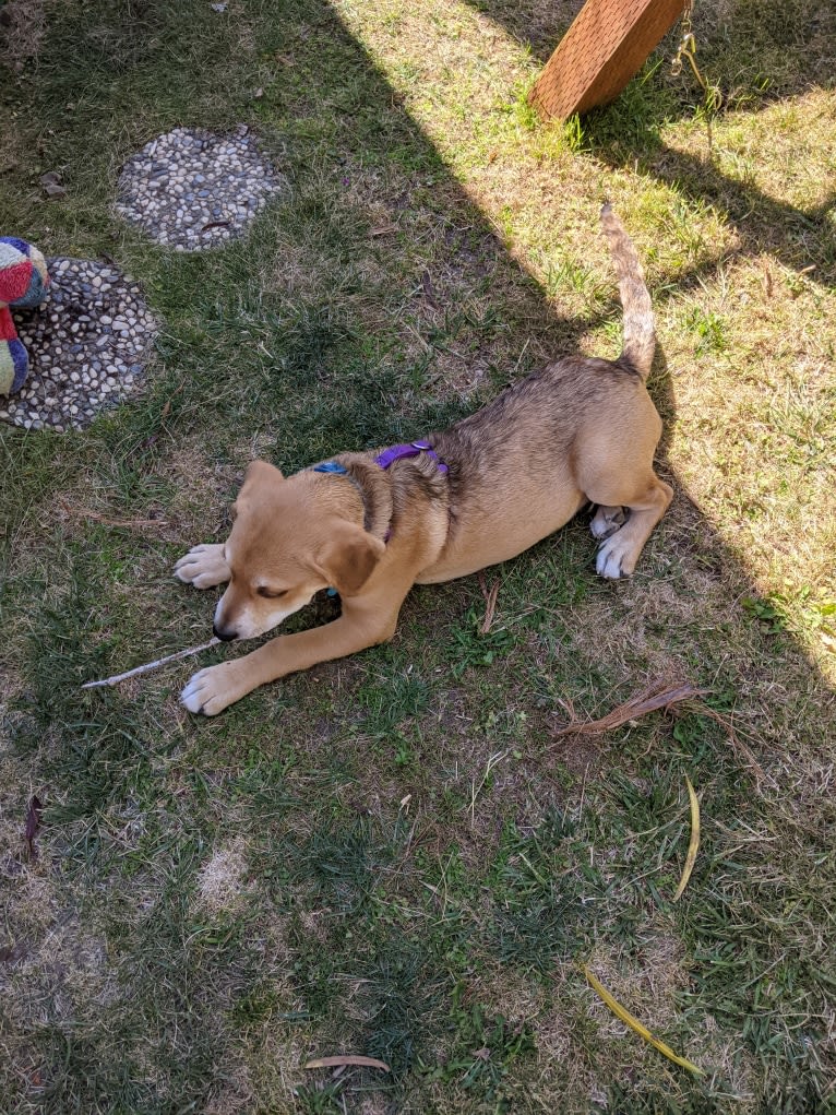 Benji, a Siberian Husky and American Bully mix tested with EmbarkVet.com