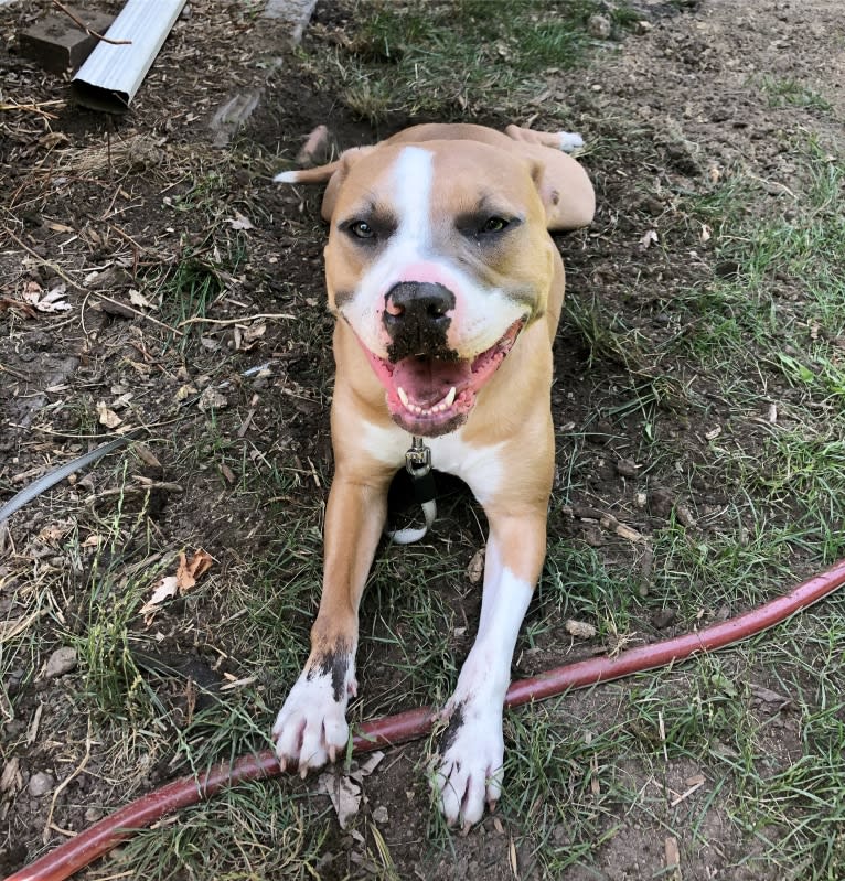 Rosie, an American Pit Bull Terrier and American Staffordshire Terrier mix tested with EmbarkVet.com