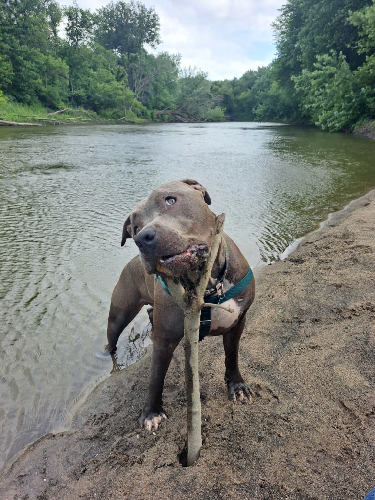 Killua, an American Bully tested with EmbarkVet.com