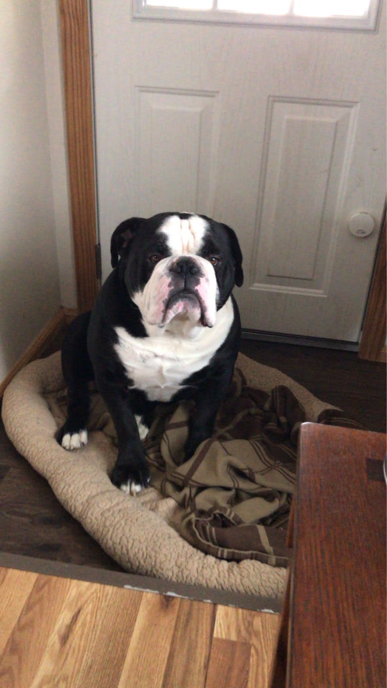 Garth, an Olde English Bulldogge tested with EmbarkVet.com