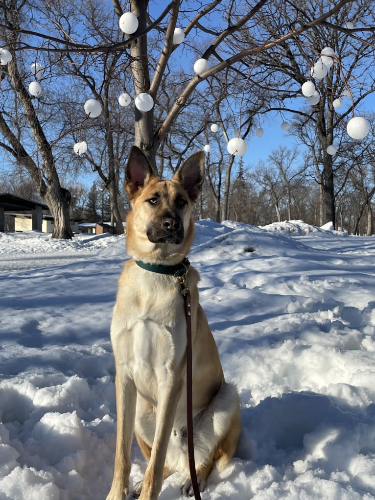 Enzo, a Siberian Husky and German Shepherd Dog mix tested with EmbarkVet.com