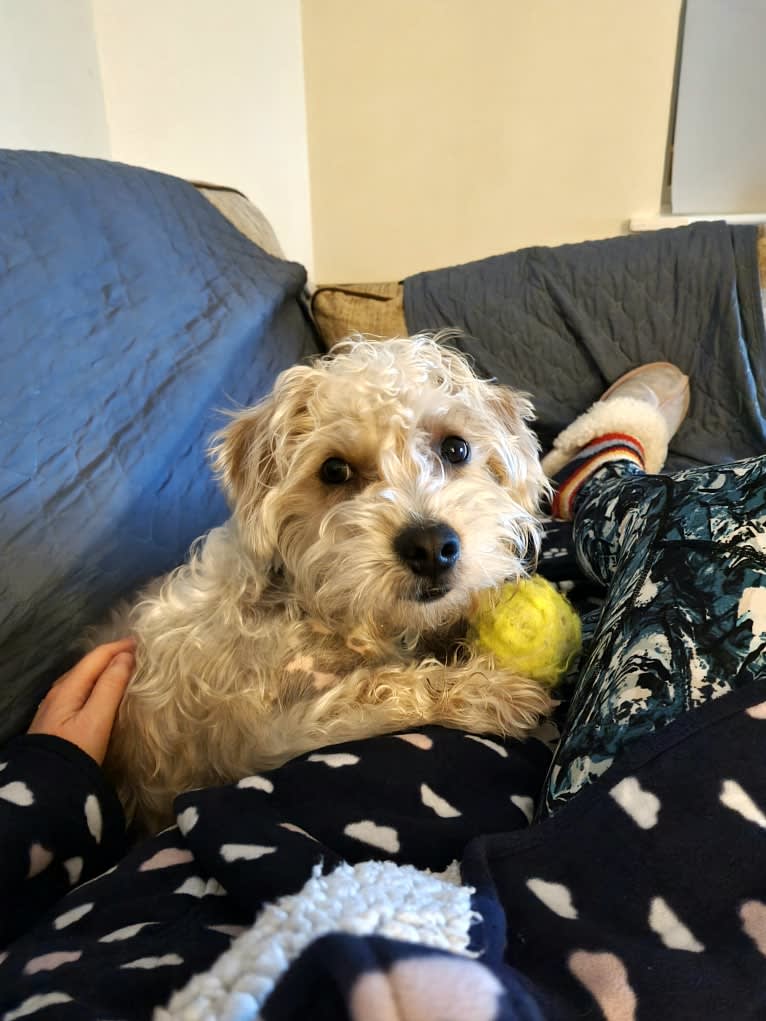 Scruffy Murphy, a Russell-type Terrier and Bichon Frise mix tested with EmbarkVet.com