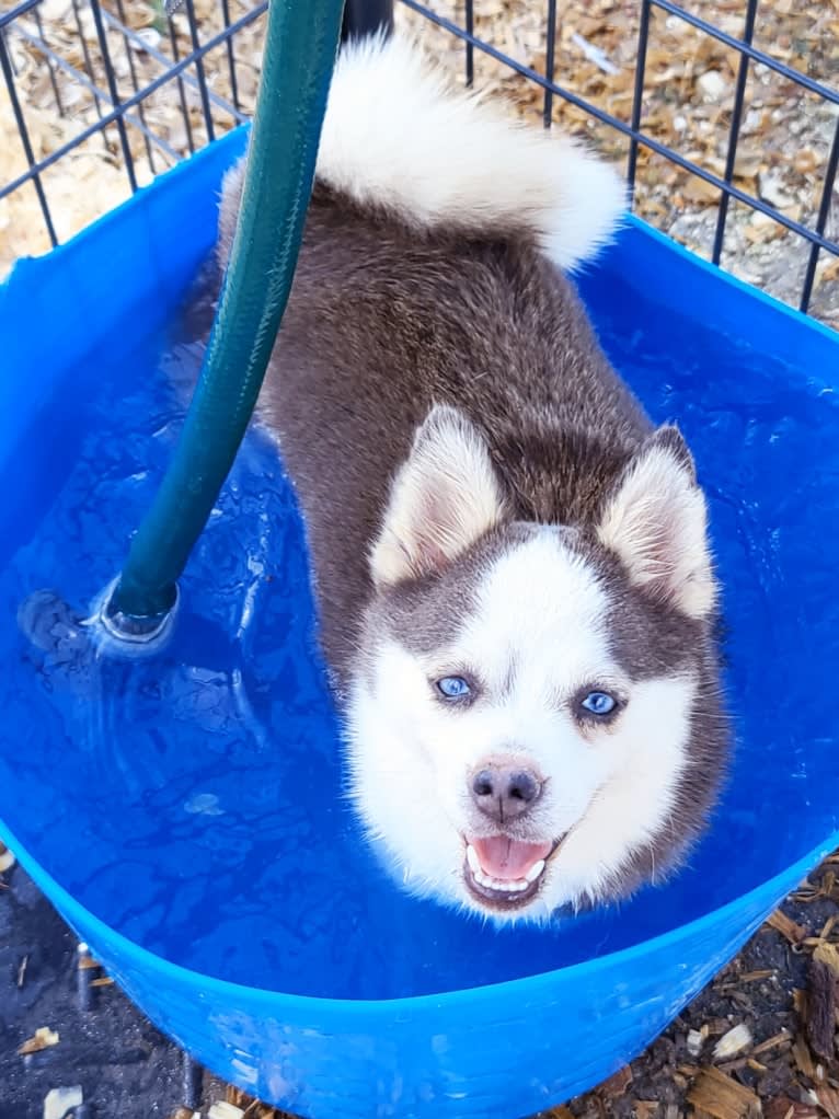 Peaches, a Pomsky tested with EmbarkVet.com
