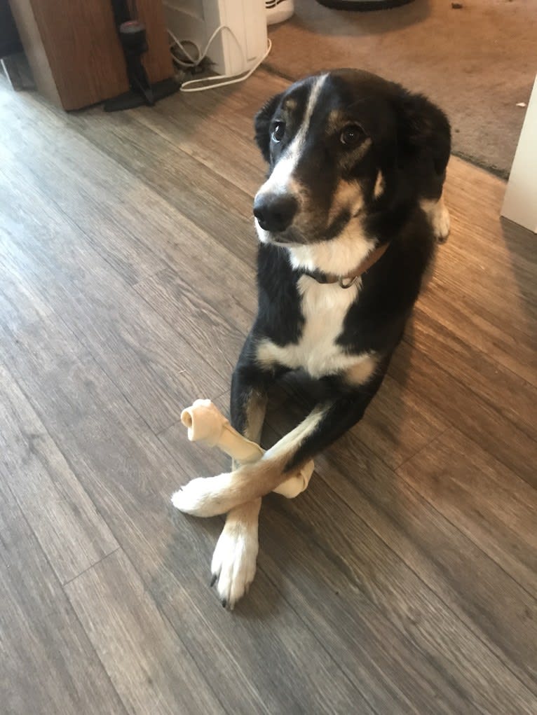 Tato, a Border Collie and Pembroke Welsh Corgi mix tested with EmbarkVet.com