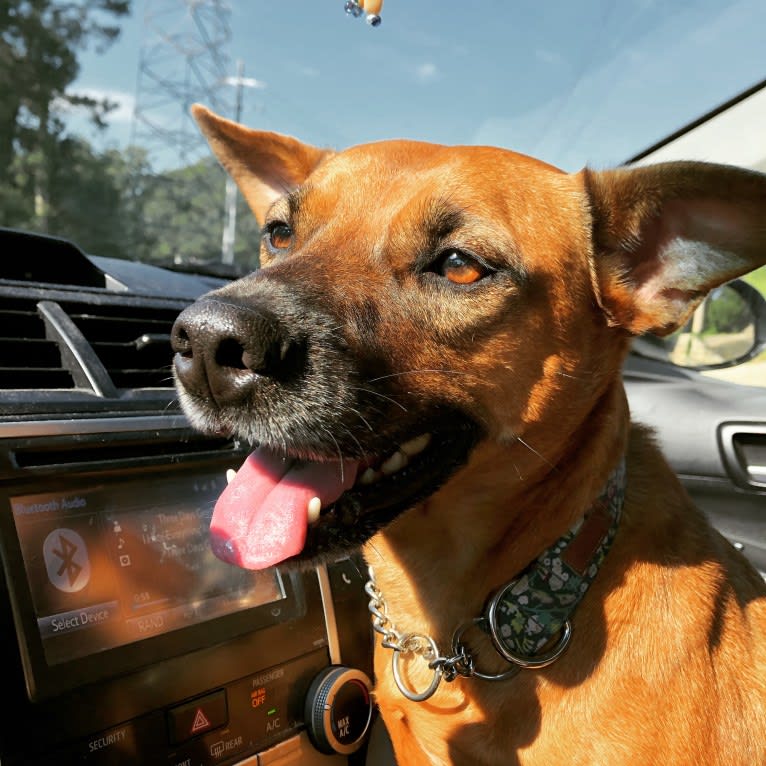 Gringa, an American Pit Bull Terrier and Australian Cattle Dog mix tested with EmbarkVet.com