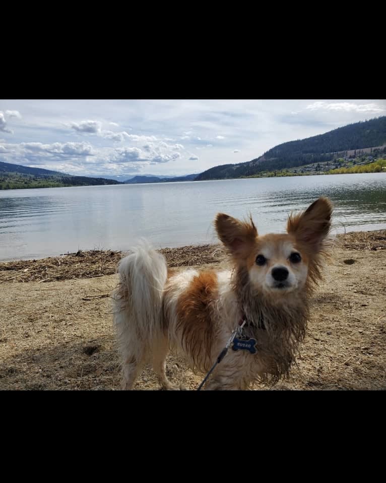 Rusko, a Papillon tested with EmbarkVet.com