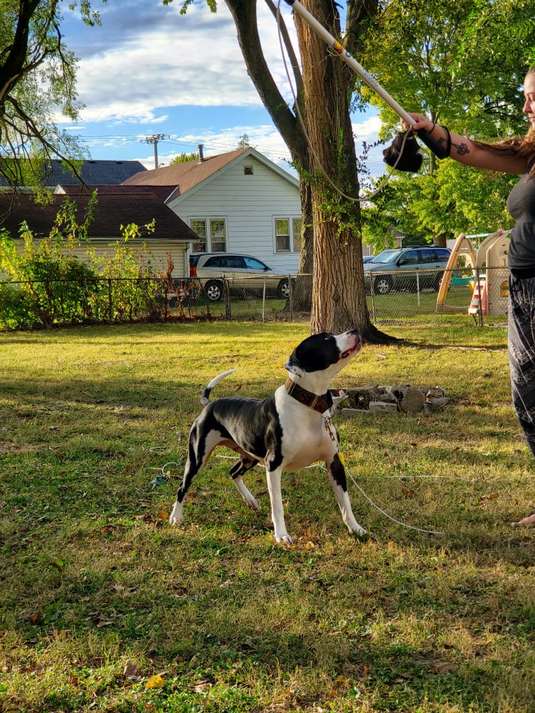 GANT'S OG RUDEBOY "ROCKY", an American Pit Bull Terrier and American Staffordshire Terrier mix tested with EmbarkVet.com