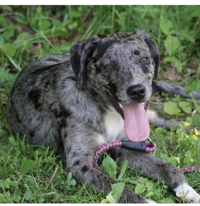 Daisy, a Labrador Retriever and Australian Shepherd mix tested with EmbarkVet.com