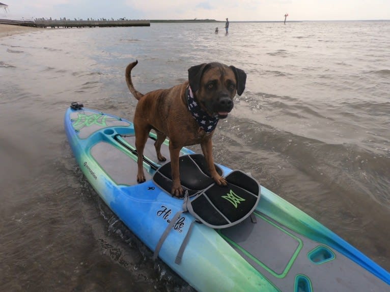 Zeus, a Boxer and American Pit Bull Terrier mix tested with EmbarkVet.com