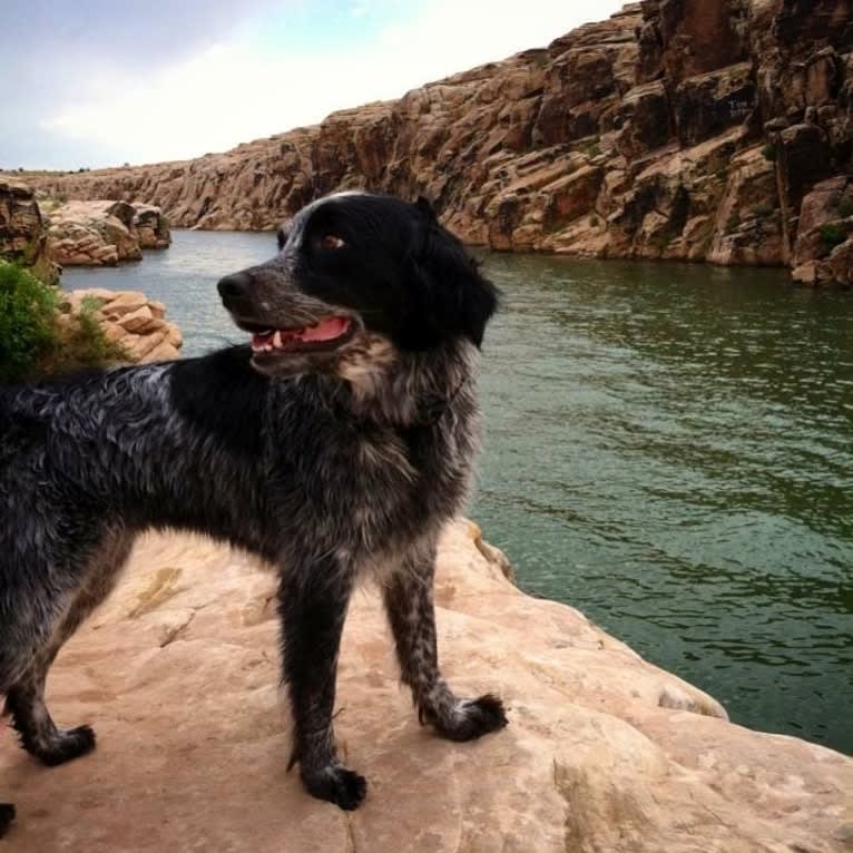 Riley, an English Springer Spaniel and Australian Cattle Dog mix tested with EmbarkVet.com