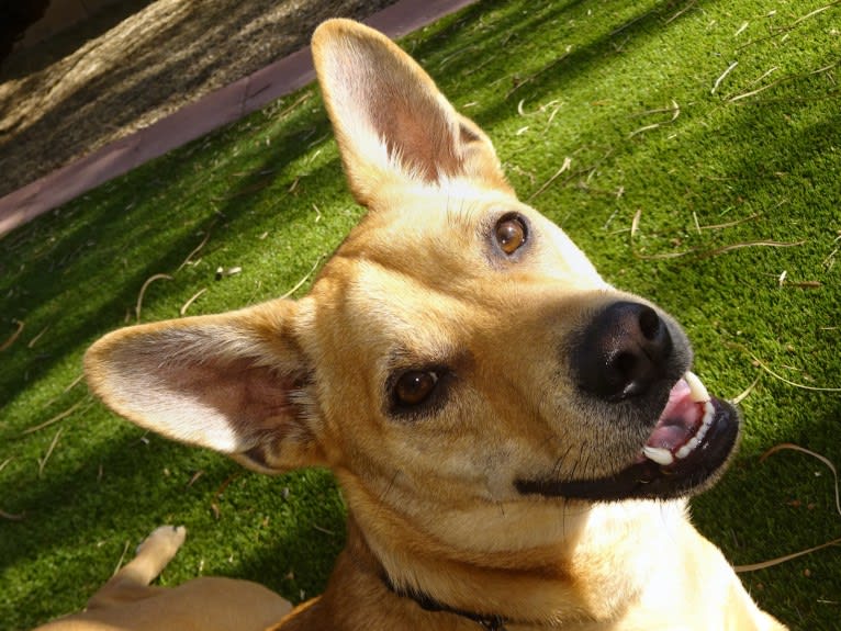 Bean, a Chow Chow and Chihuahua mix tested with EmbarkVet.com