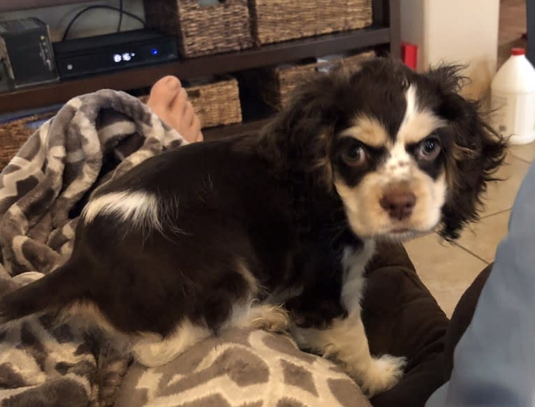 Archie, a Cocker Spaniel tested with EmbarkVet.com