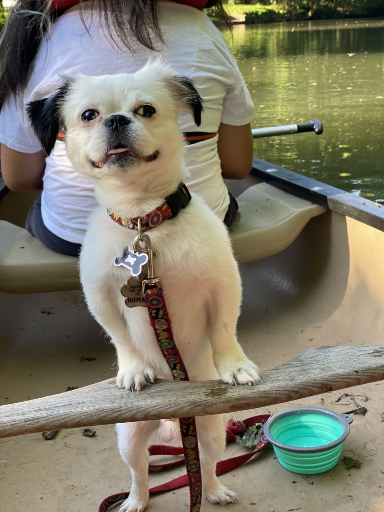 Tyson, a Lhasa Apso and Shih Tzu mix tested with EmbarkVet.com