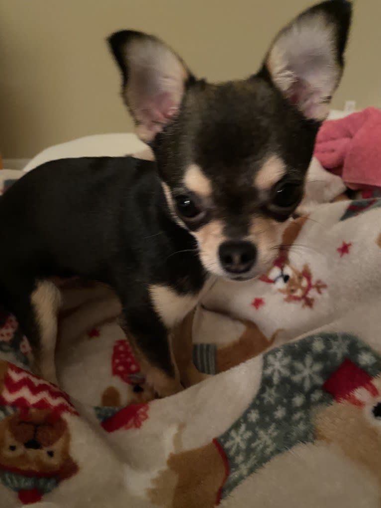 Alli-Mae, a Chihuahua tested with EmbarkVet.com