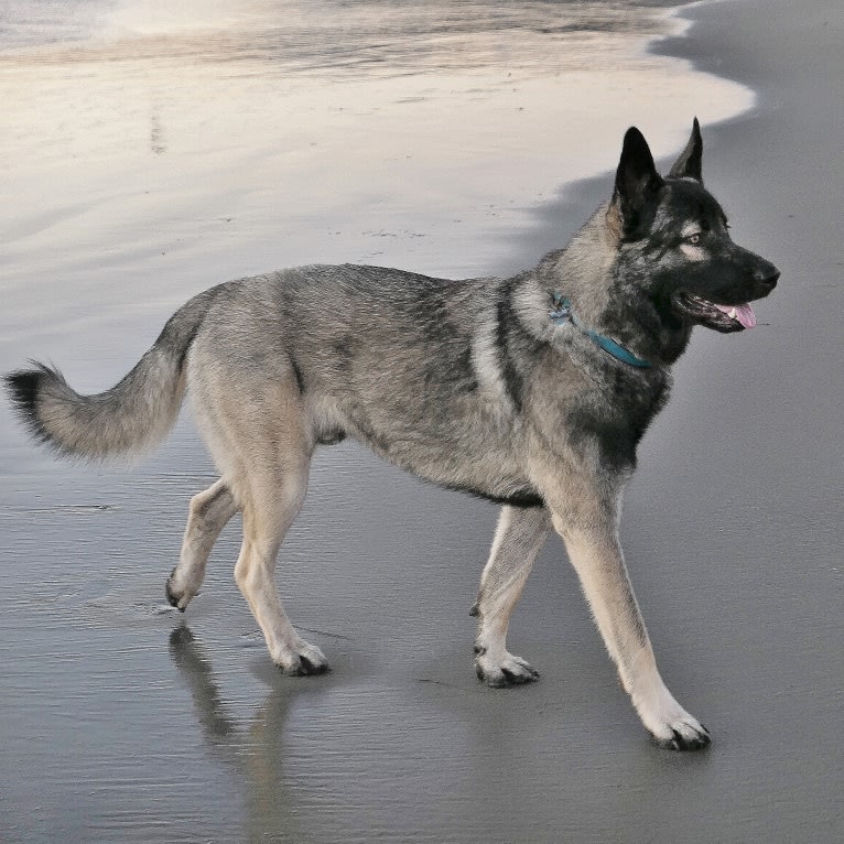 Kodiak, a Caucasian Ovcharka and German Shepherd Dog mix tested with EmbarkVet.com