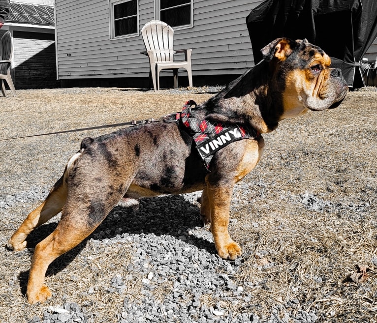 Vinny, an Olde English Bulldogge tested with EmbarkVet.com