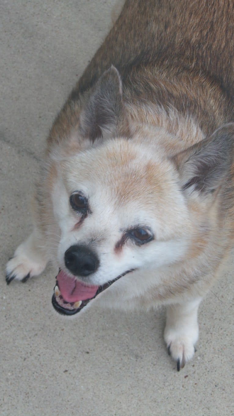 Lassie, a Pomeranian and Rat Terrier mix tested with EmbarkVet.com