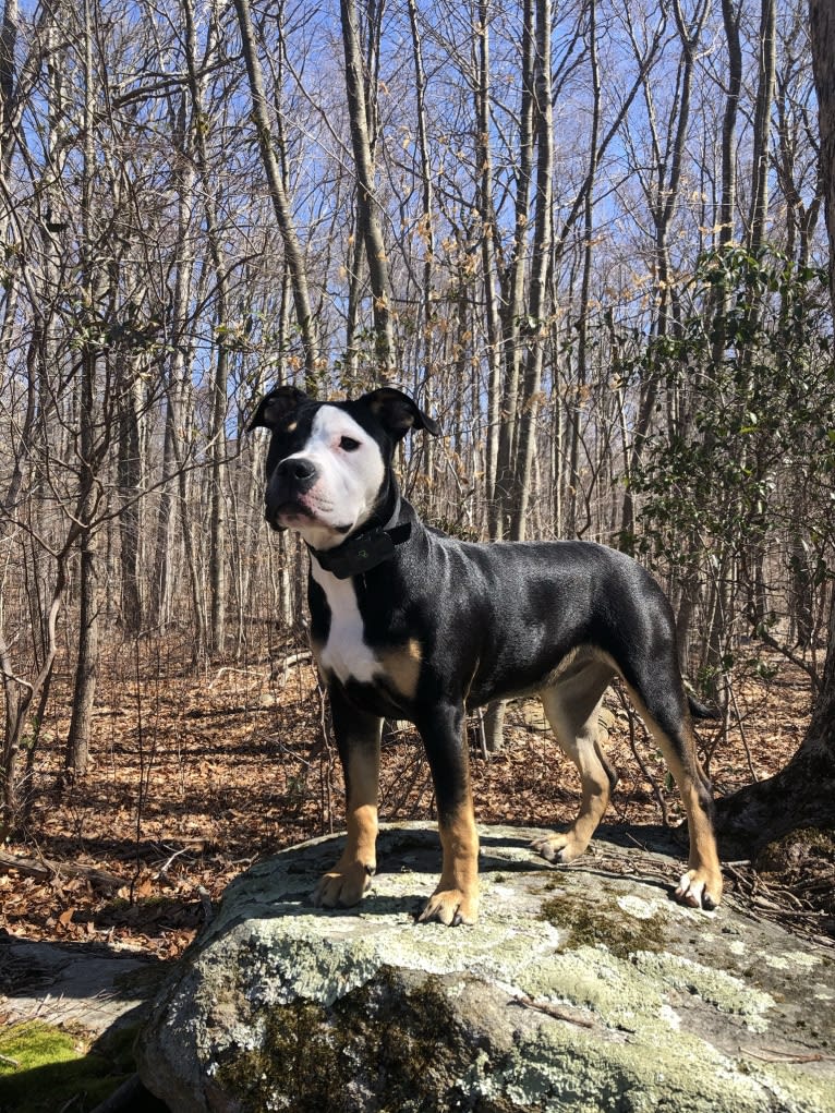 Hazel, a Bulldog and American Pit Bull Terrier mix tested with EmbarkVet.com