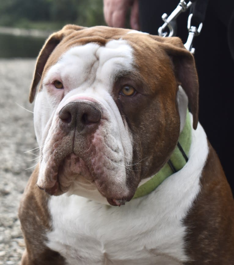 Maverick, an Alapaha Blue Blood Bulldog tested with EmbarkVet.com