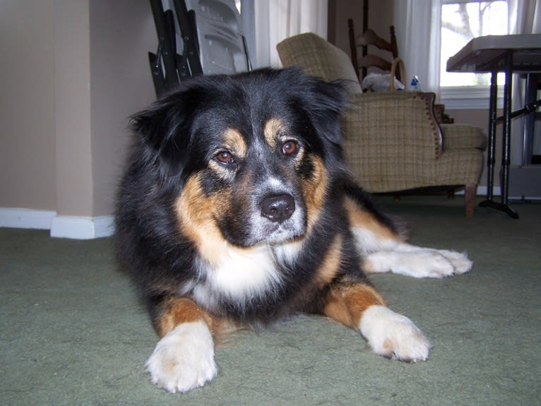 Rocky, a Chow Chow and Labrador Retriever mix tested with EmbarkVet.com