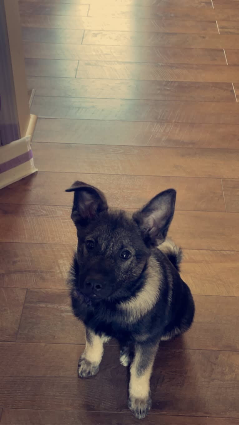 Brutus, a Norwegian Elkhound tested with EmbarkVet.com