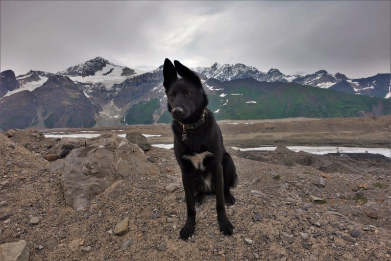 Floki, an Alaskan-type Husky tested with EmbarkVet.com