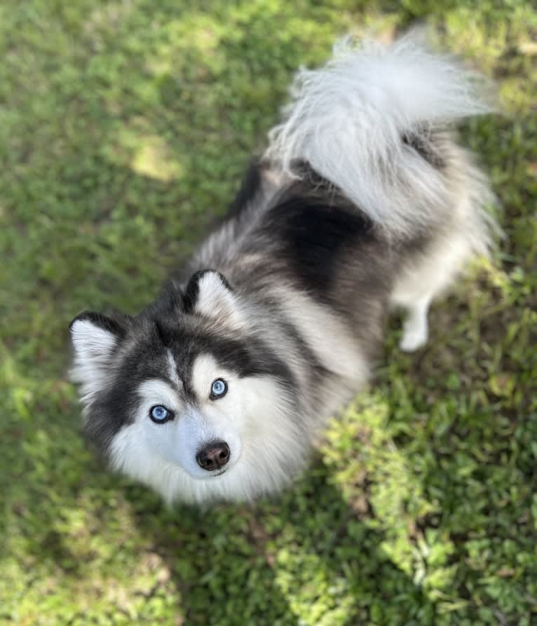 Pearl of the Orient's Zeus, a Pomsky tested with EmbarkVet.com
