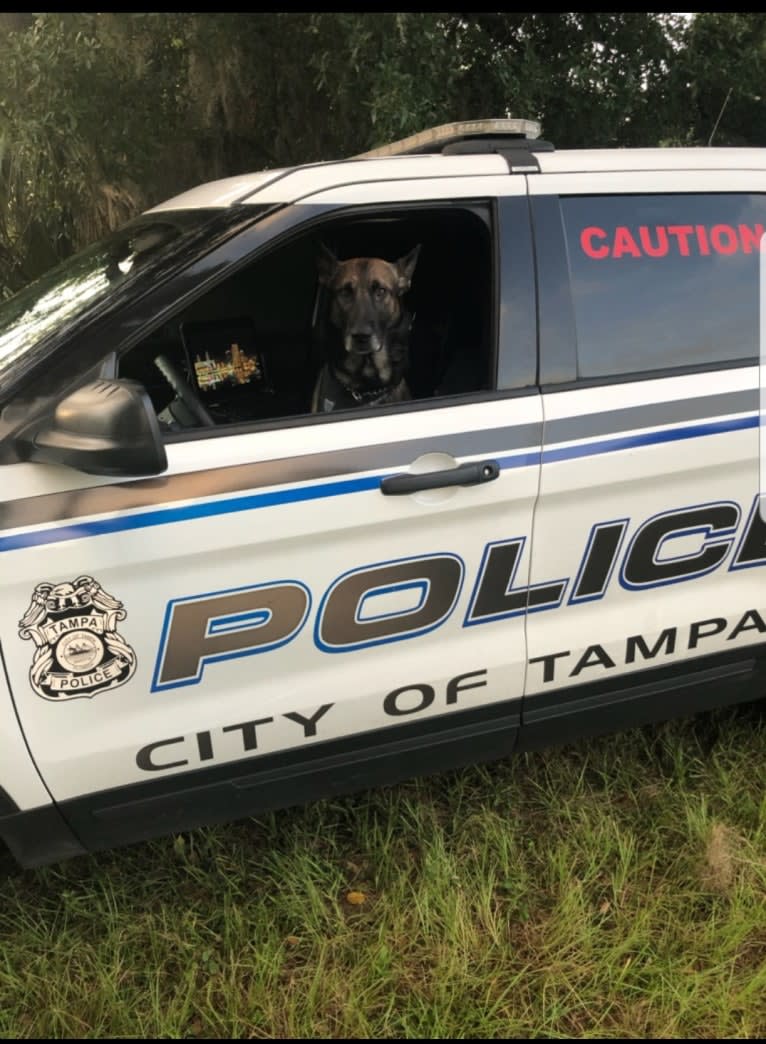 Jagger, a Belgian Malinois and German Shepherd Dog mix tested with EmbarkVet.com