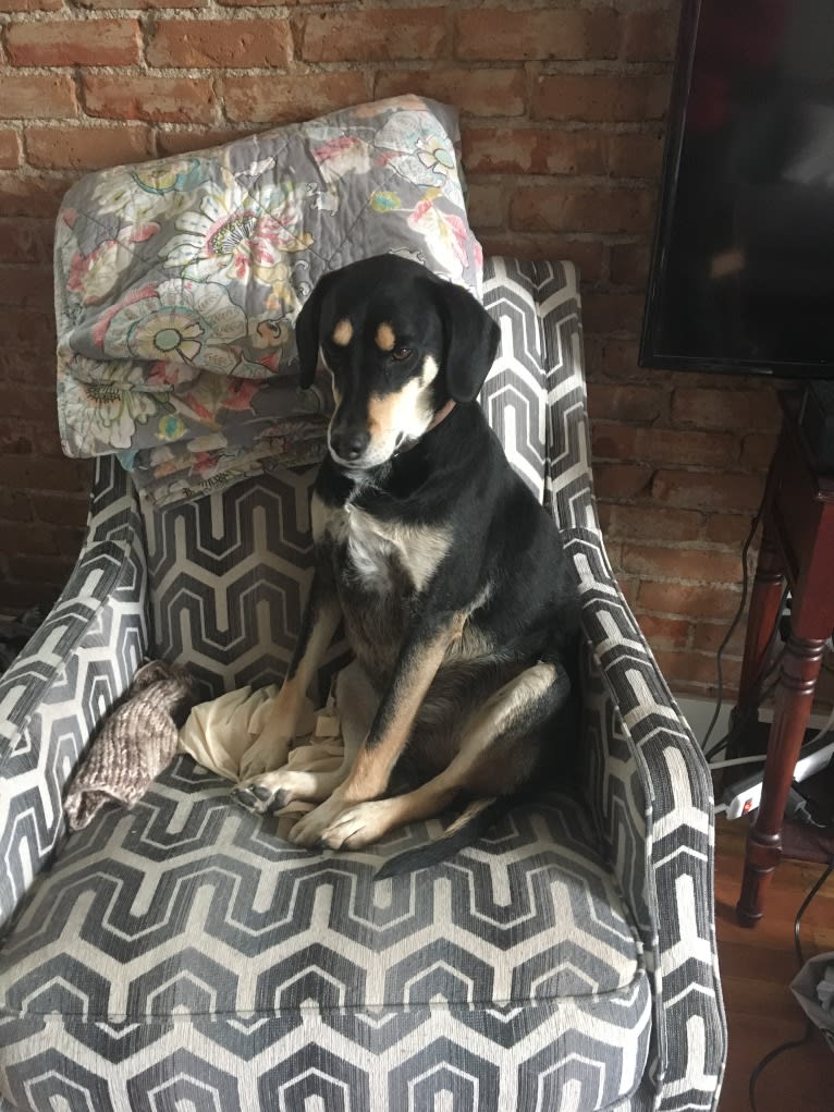 Jax, a Beagle and Golden Retriever mix tested with EmbarkVet.com