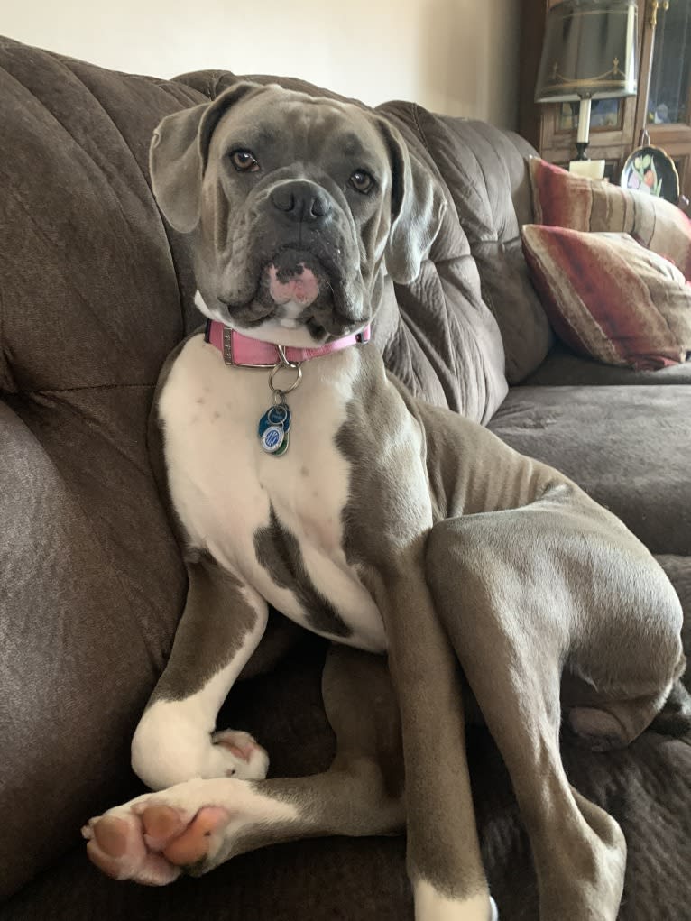 Willow Grace, a Boxer tested with EmbarkVet.com