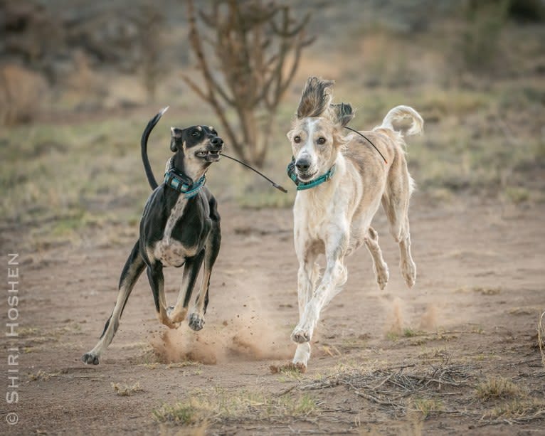 Orly, a Saluki tested with EmbarkVet.com