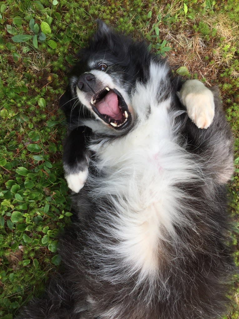 Jasper, an Australian Shepherd and Border Collie mix tested with EmbarkVet.com