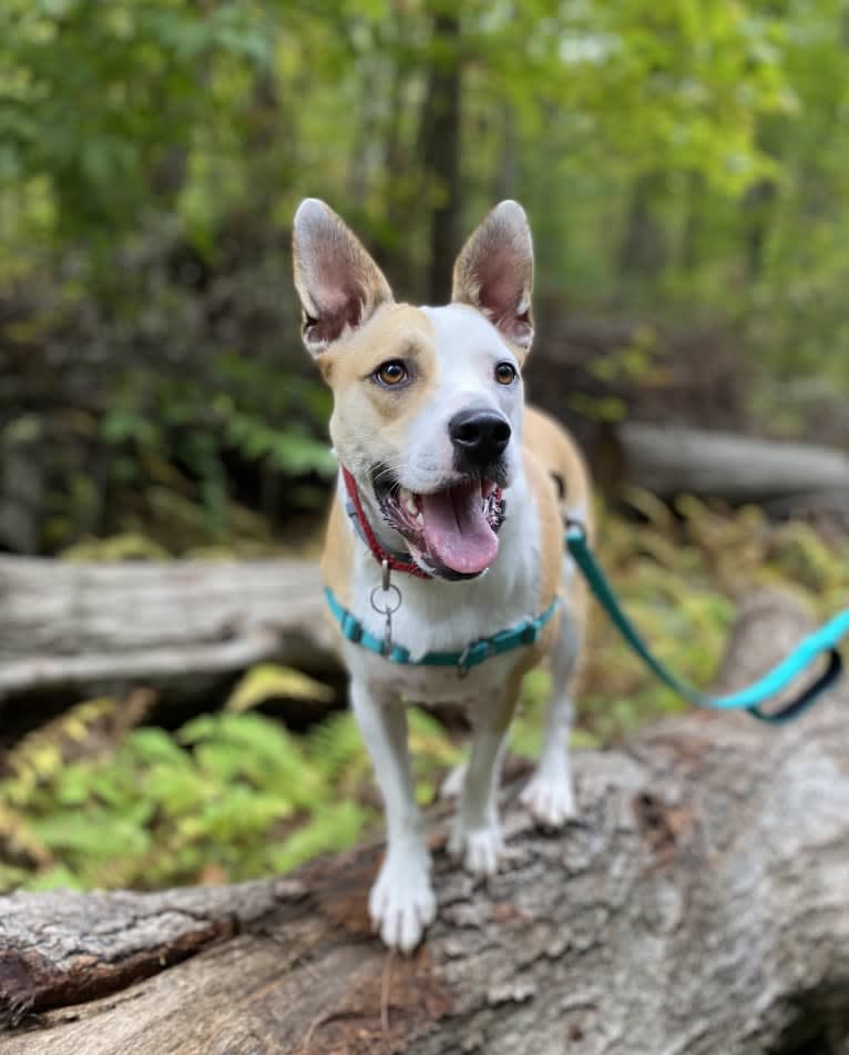 Spike, an American Pit Bull Terrier and Miniature/MAS-type Australian Shepherd mix tested with EmbarkVet.com