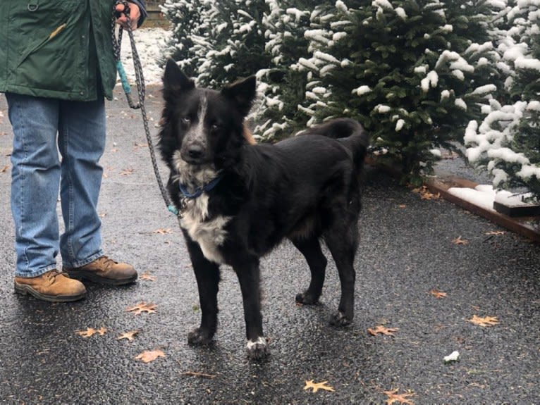 Tex, an Australian Cattle Dog and Border Collie mix tested with EmbarkVet.com