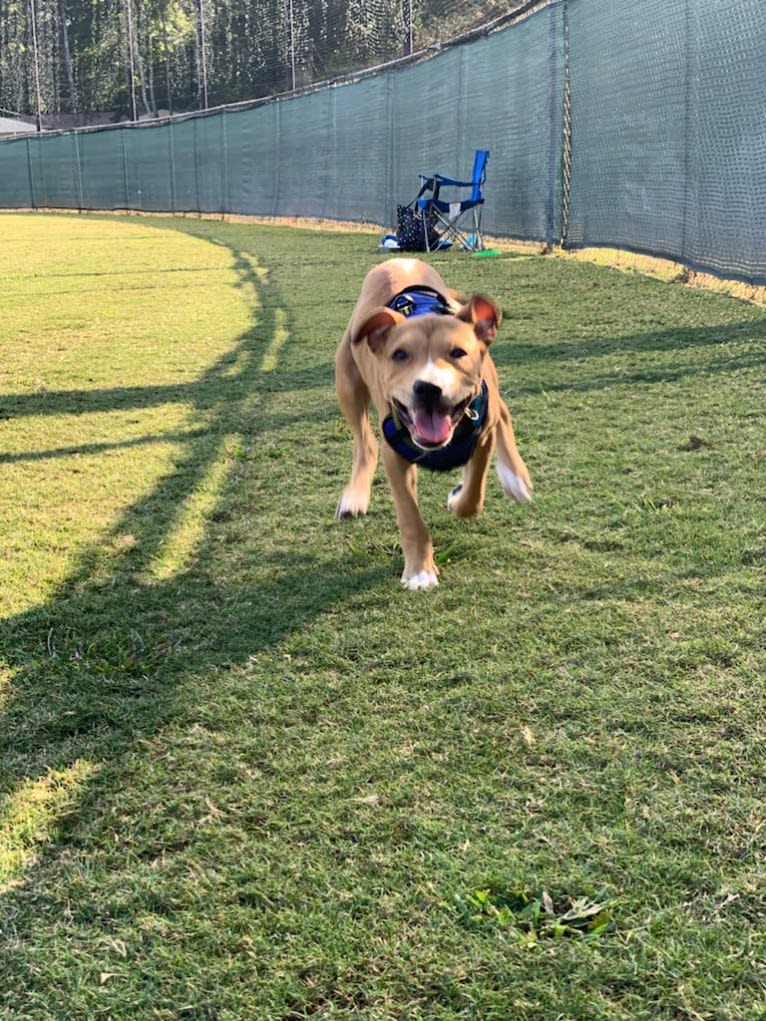 Chase, an American Pit Bull Terrier and American Staffordshire Terrier mix tested with EmbarkVet.com