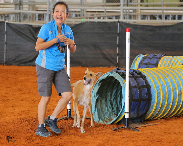 Banbury Cross Mochi, a Carolina Dog tested with EmbarkVet.com