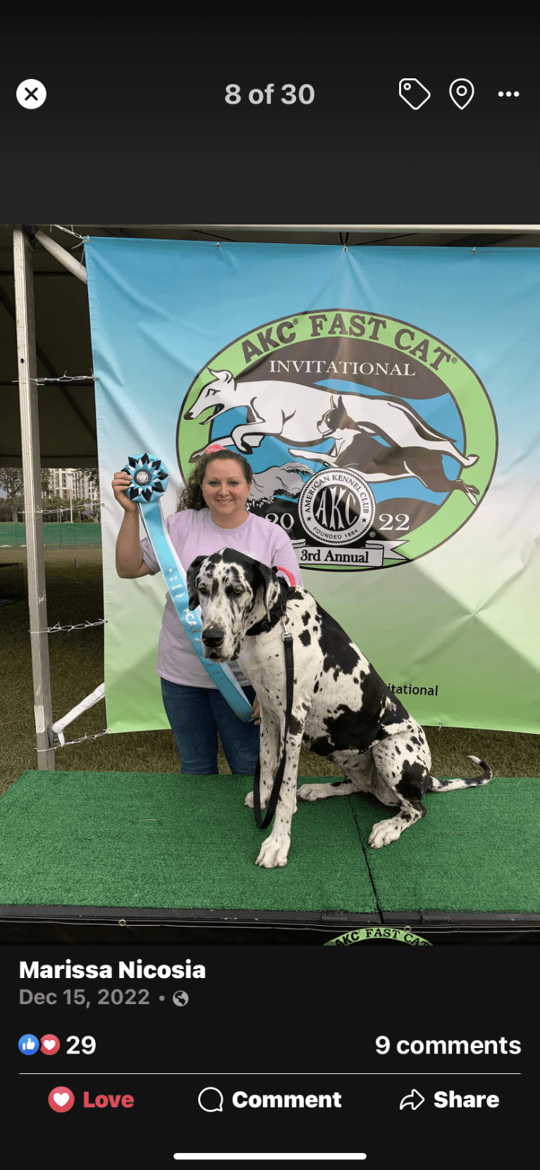 Molly, a Great Dane tested with EmbarkVet.com