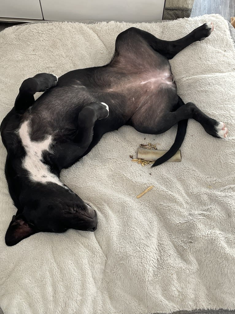 Aurora, an American Pit Bull Terrier and Labrador Retriever mix tested with EmbarkVet.com