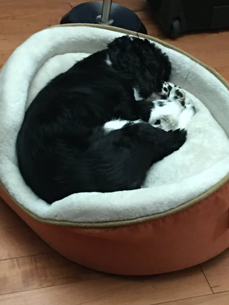 Ricky, a Cocker Spaniel tested with EmbarkVet.com