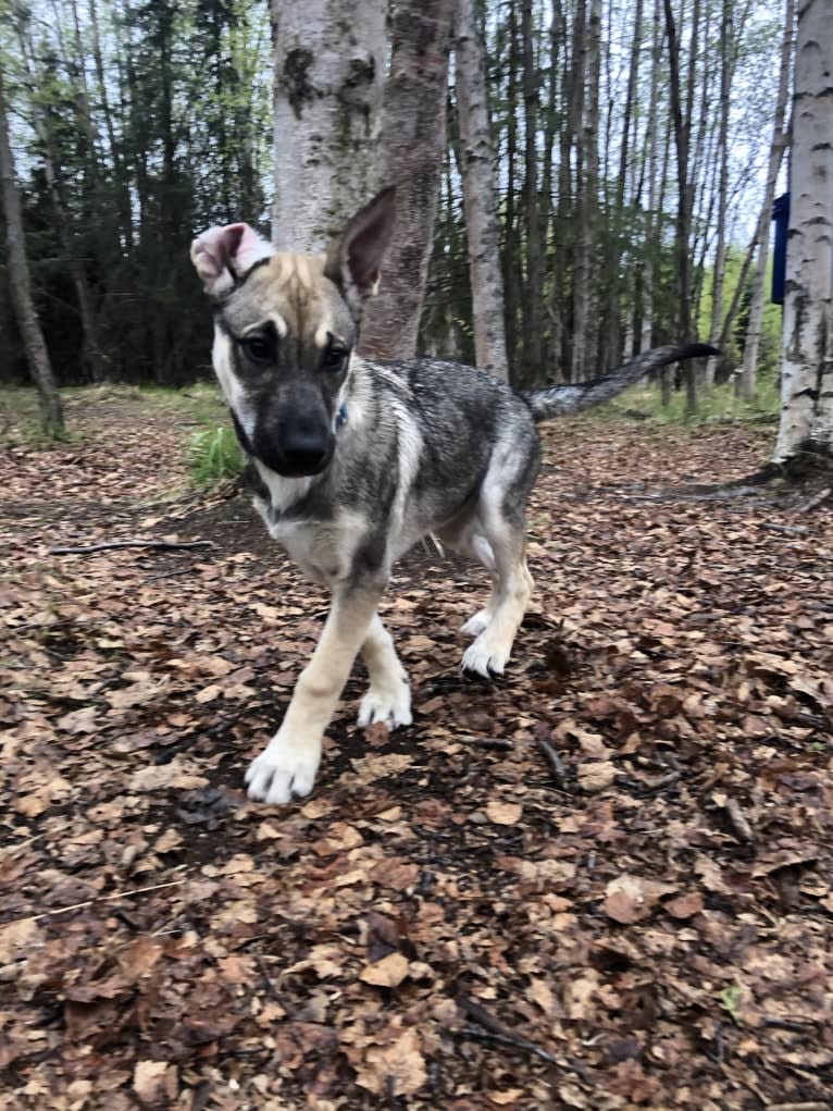 Mittsie Winkelman, a Siberian Husky and German Shepherd Dog mix tested with EmbarkVet.com