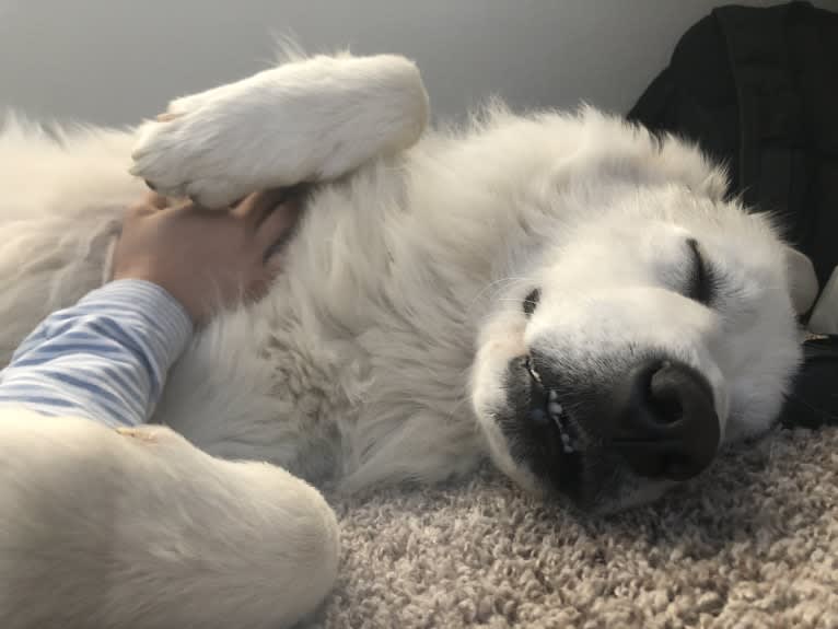 Looney “Chik’in Mini Bandit” Bear, a Great Pyrenees tested with EmbarkVet.com