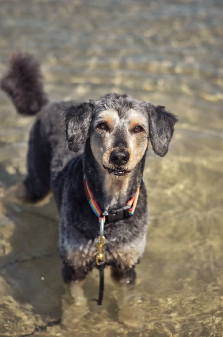 Hayley, an Aussiedoodle tested with EmbarkVet.com