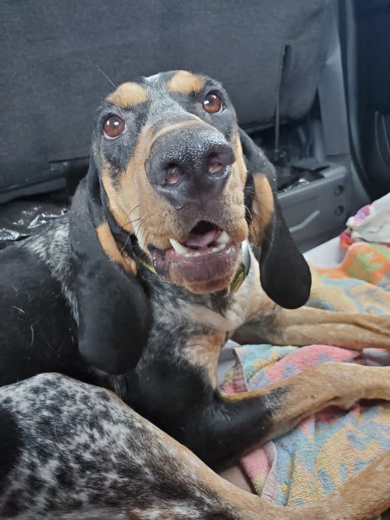 Sweet T, a Bluetick Coonhound tested with EmbarkVet.com