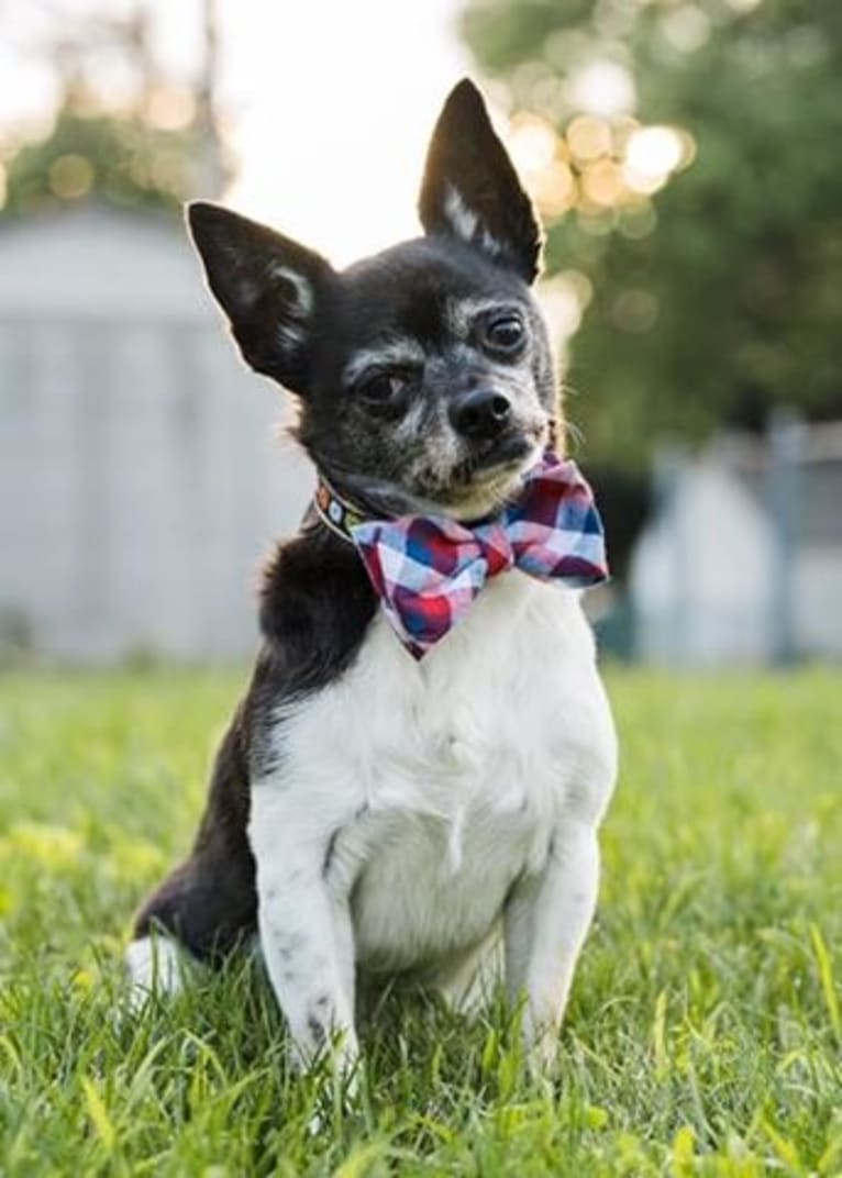 Nichols, a Chihuahua and Pomeranian mix tested with EmbarkVet.com