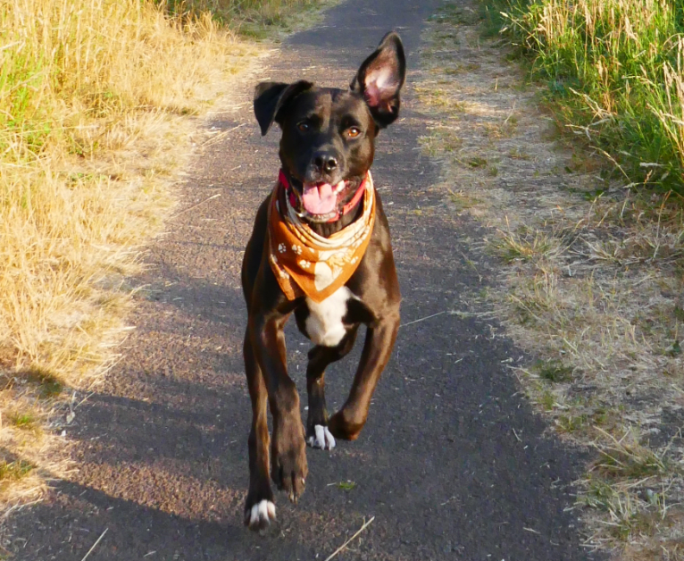 Raphael, a Boxer and Labrador Retriever mix tested with EmbarkVet.com