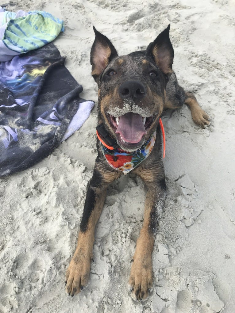 Rhett, a Catahoula Leopard Dog and Siberian Husky mix tested with EmbarkVet.com
