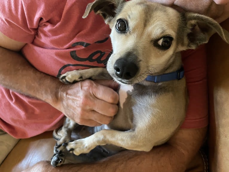 Harley, a Chihuahua and Dachshund mix tested with EmbarkVet.com