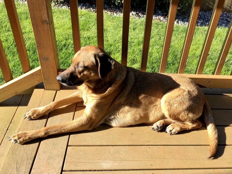 Sansa, a Labrador Retriever and German Shepherd Dog mix tested with EmbarkVet.com