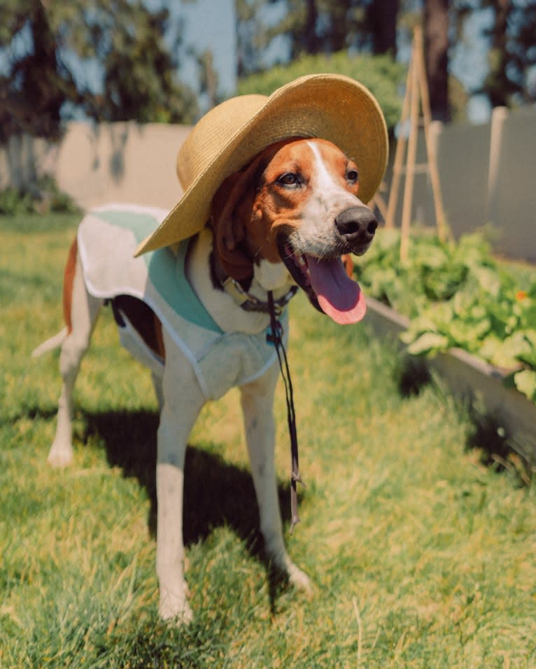 Carl, a Treeing Walker Coonhound tested with EmbarkVet.com