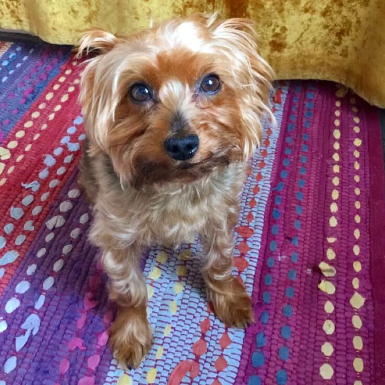 Ross, a Yorkshire Terrier tested with EmbarkVet.com